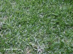 Der Rasen aus der N�he